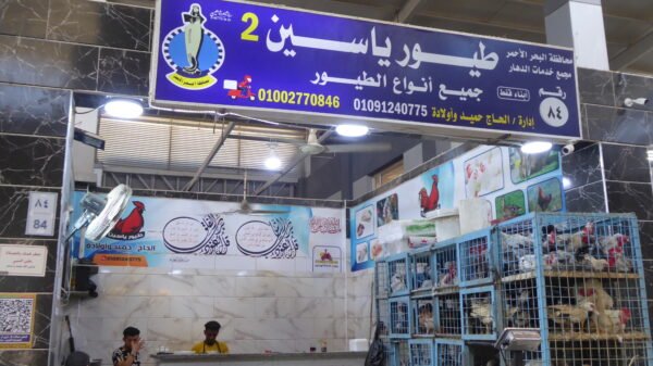 Hurghada City Tour