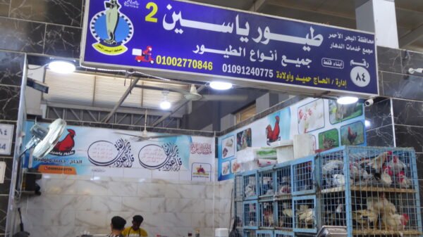 Hurghada City Tour